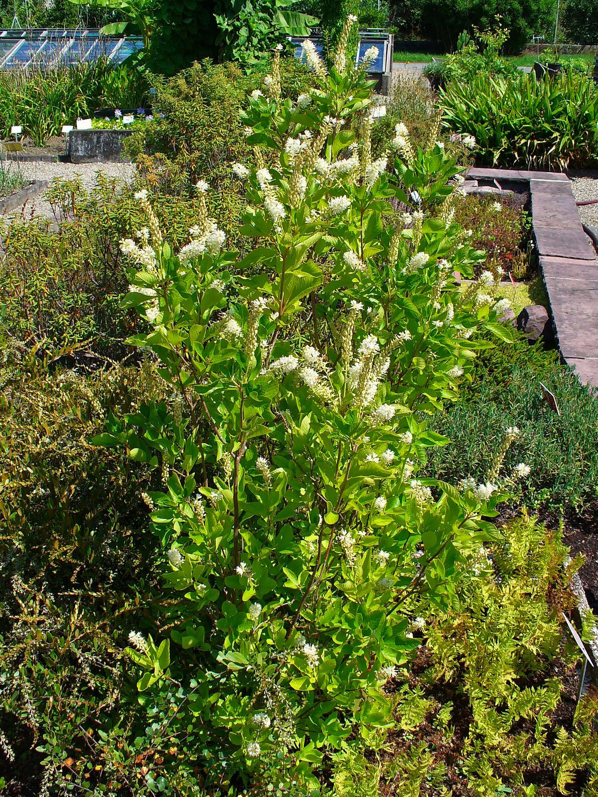 Coastal Sweet Pepperbush