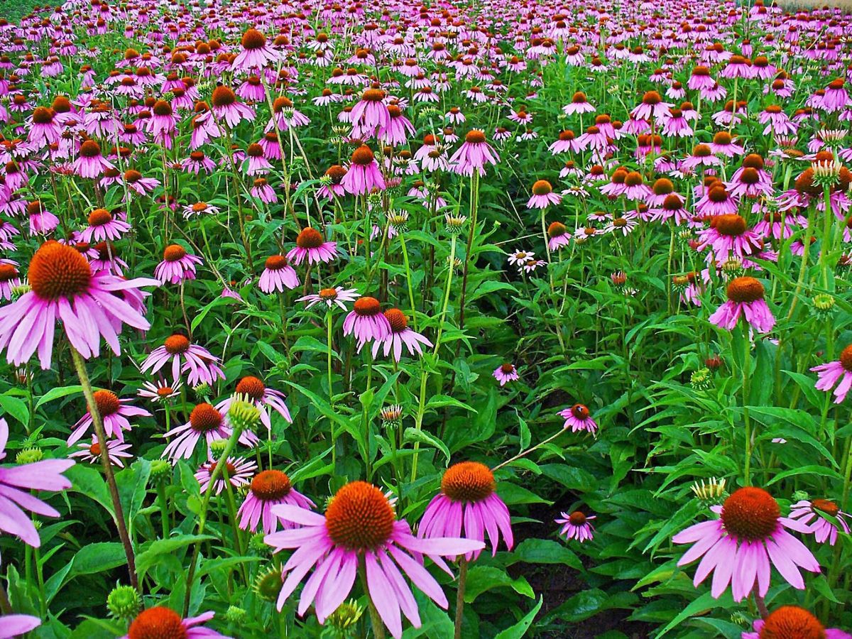 Eastern Purple Coneflower